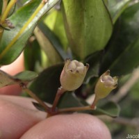 Hedyotis trimenii var. trimenii Deb & Ratna Dutta